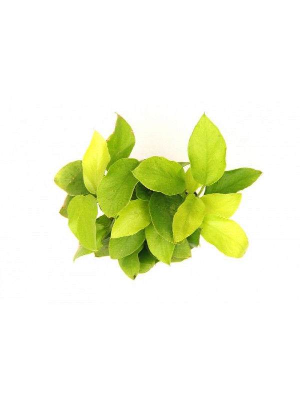 Miniatura: Anubias barteri Nana-Petite Golden chácara takeyoshi