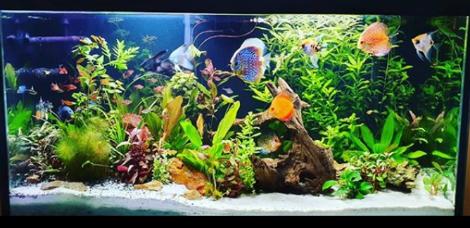 Boa_noite_pessoal!_Lindo_aquário_planta