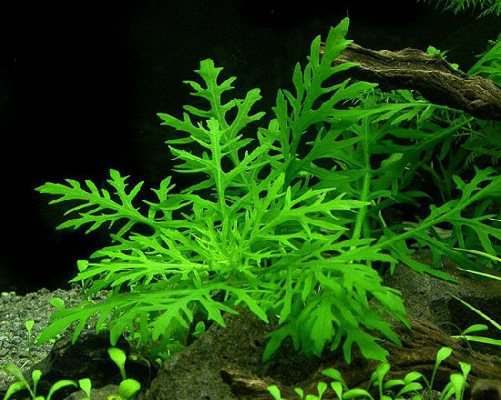 Miniatura: Hygrophila Difformis