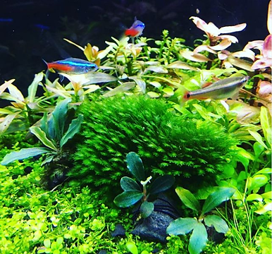 Boa_noite_pessoal,_algumas_de_nossas_Buc