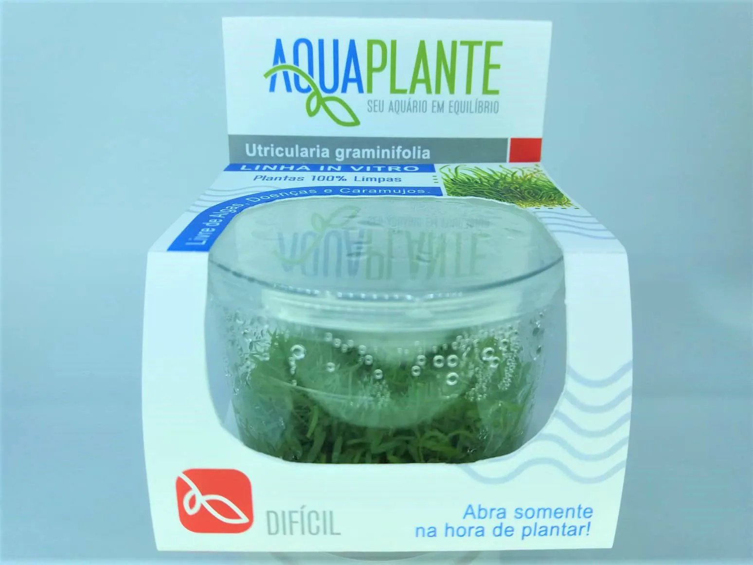 Utricularia graminifolia planta in vitro