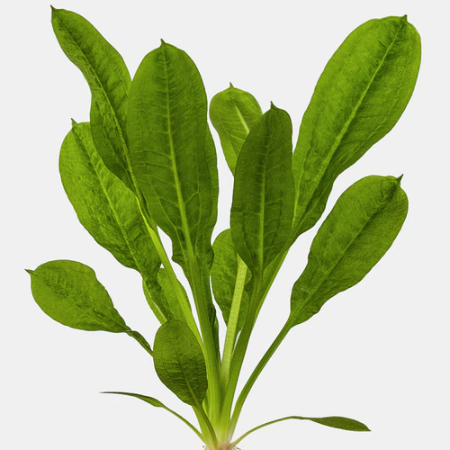 Miniatura: Echinodorus Parviflorus 'Tropica'