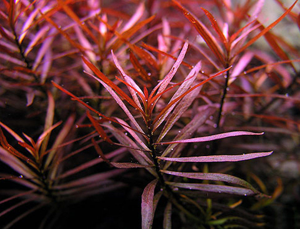 Ludwigia Arcuata