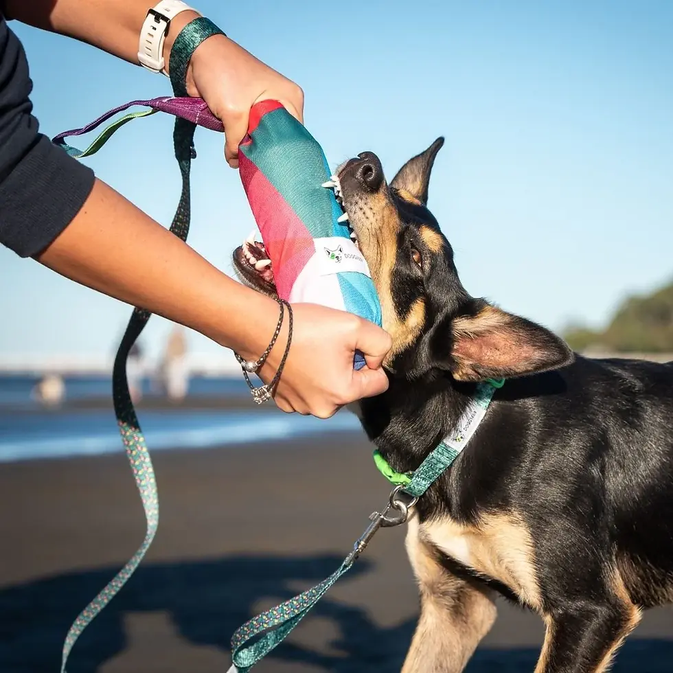 Thumbnail: Doggy Eco recycled plastic dog toy