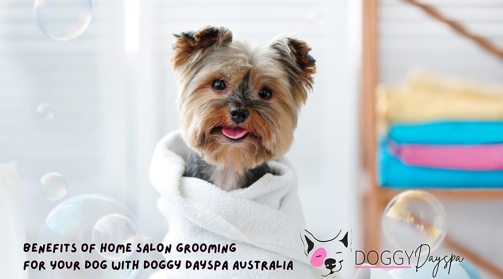 Benefits of Home Salon Grooming for Your Dog with Doggy Dayspa Australia