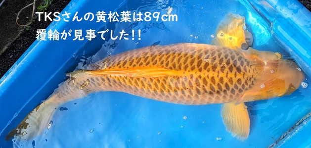 銭屋アルミ石突・ダイワ用・赤色（その②）・（巨鯉・大鯉・野鯉・石鯛 