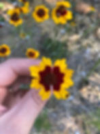 A hand holds a small flower with yellow and red petals