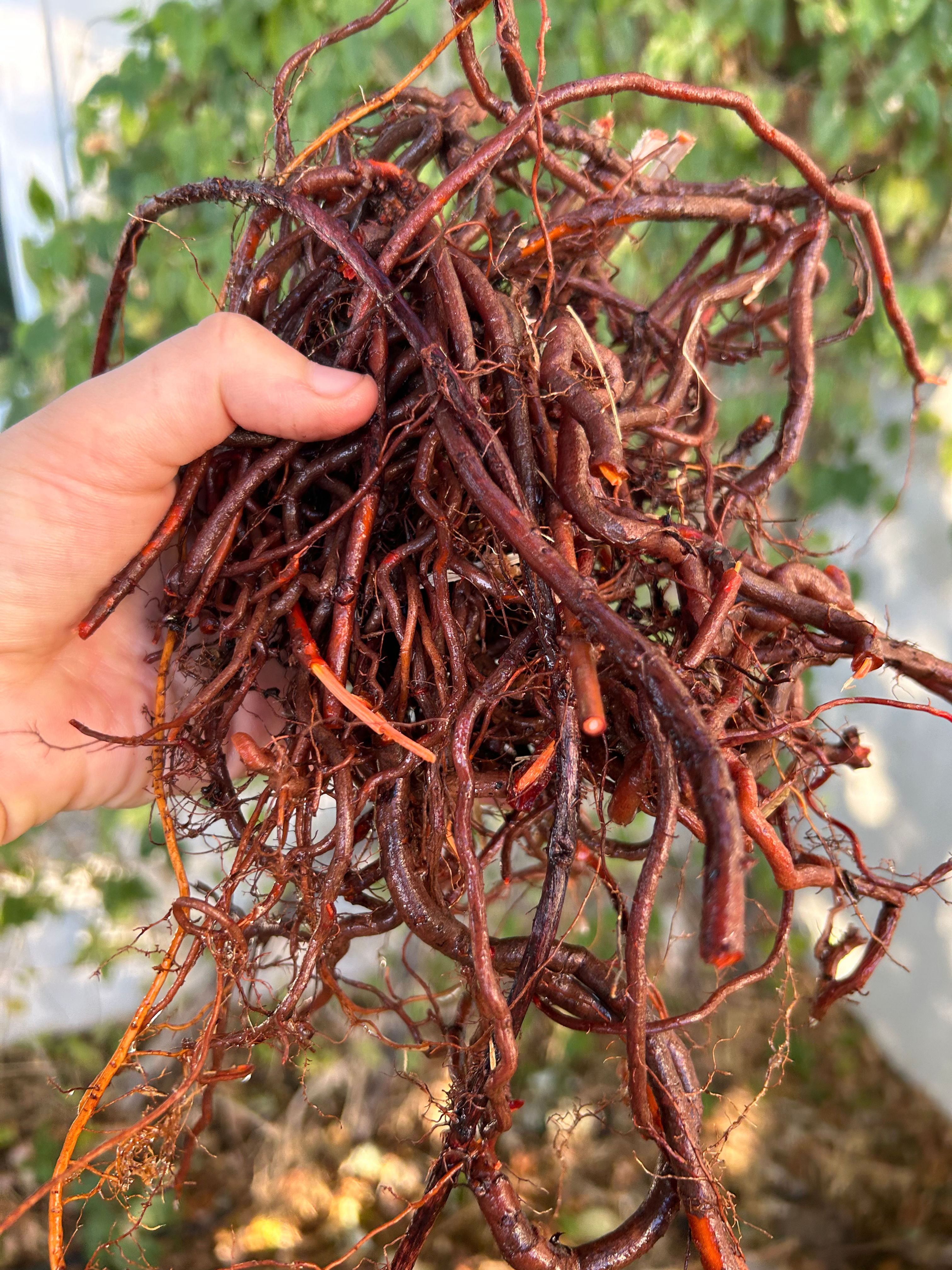 Madder (Rubia tinctorum)