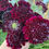 Thumbnail: Black Knight Scabiosa (Sixalix atropurpurea)
