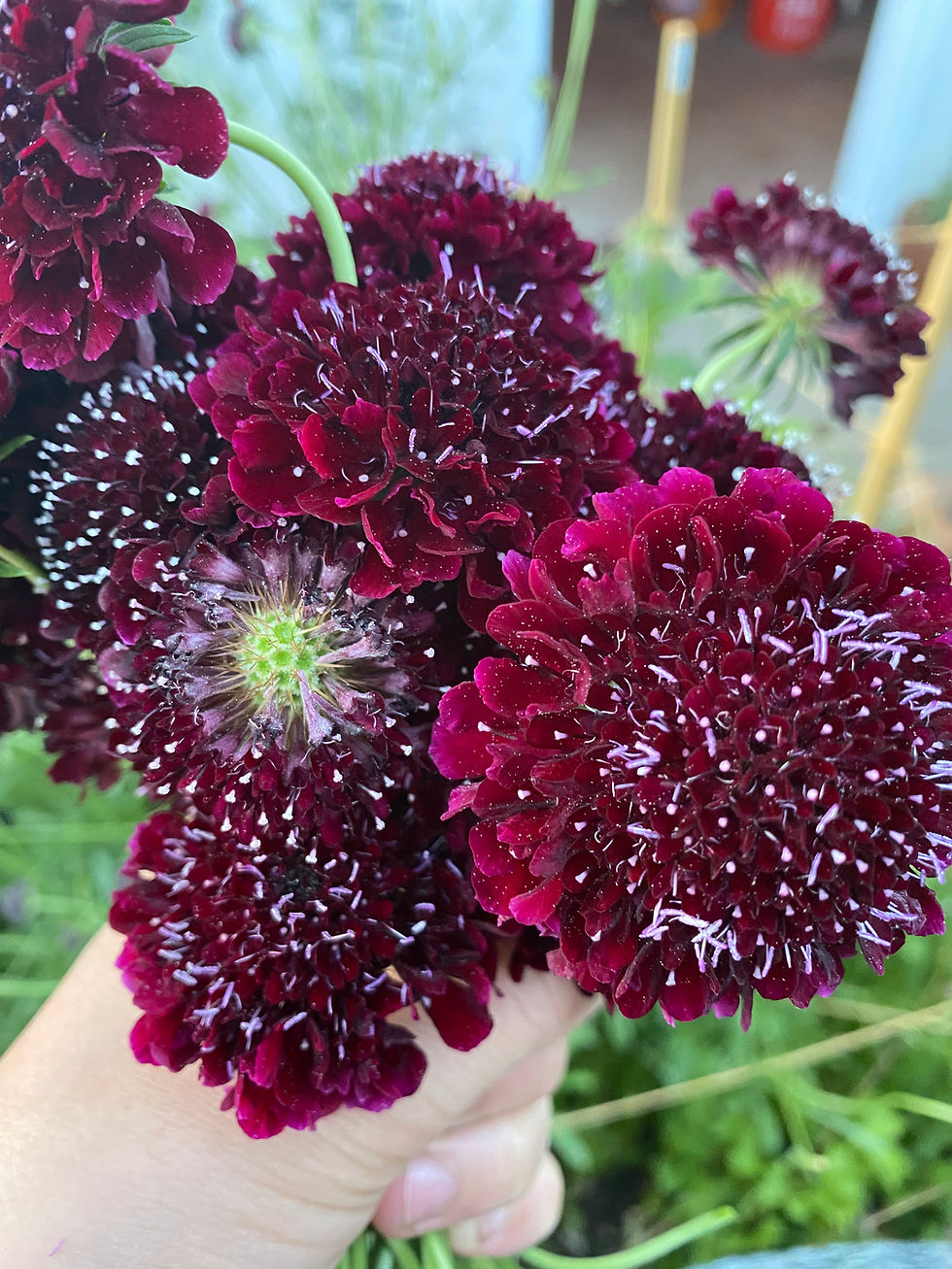 Thumbnail: Black Knight Scabiosa (Sixalix atropurpurea)