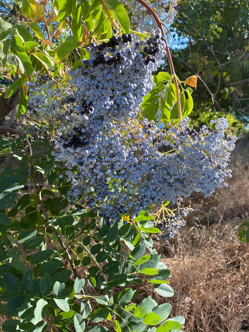 Blue Elderberry Seeds – 50 Seeds, Non-GMO, Culinary & Medicinal, Sambucus Caerulea, Perennial, Zones 3-10