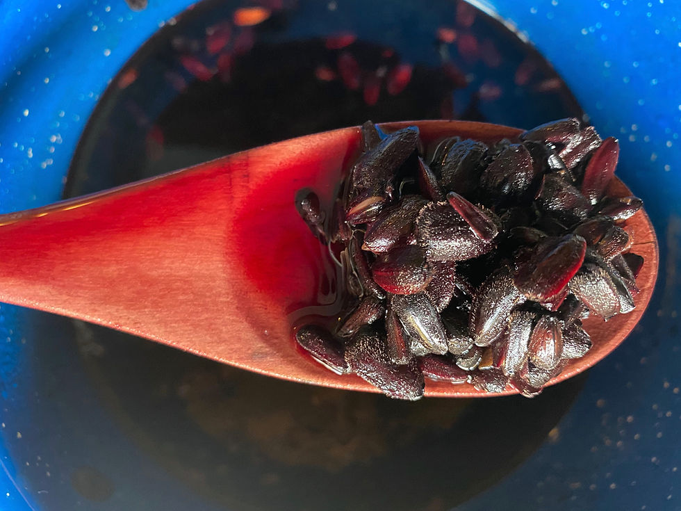 Thumbnail: Hopi Black Dye Sunflower