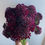 Thumbnail: Black Knight Scabiosa (Sixalix atropurpurea)