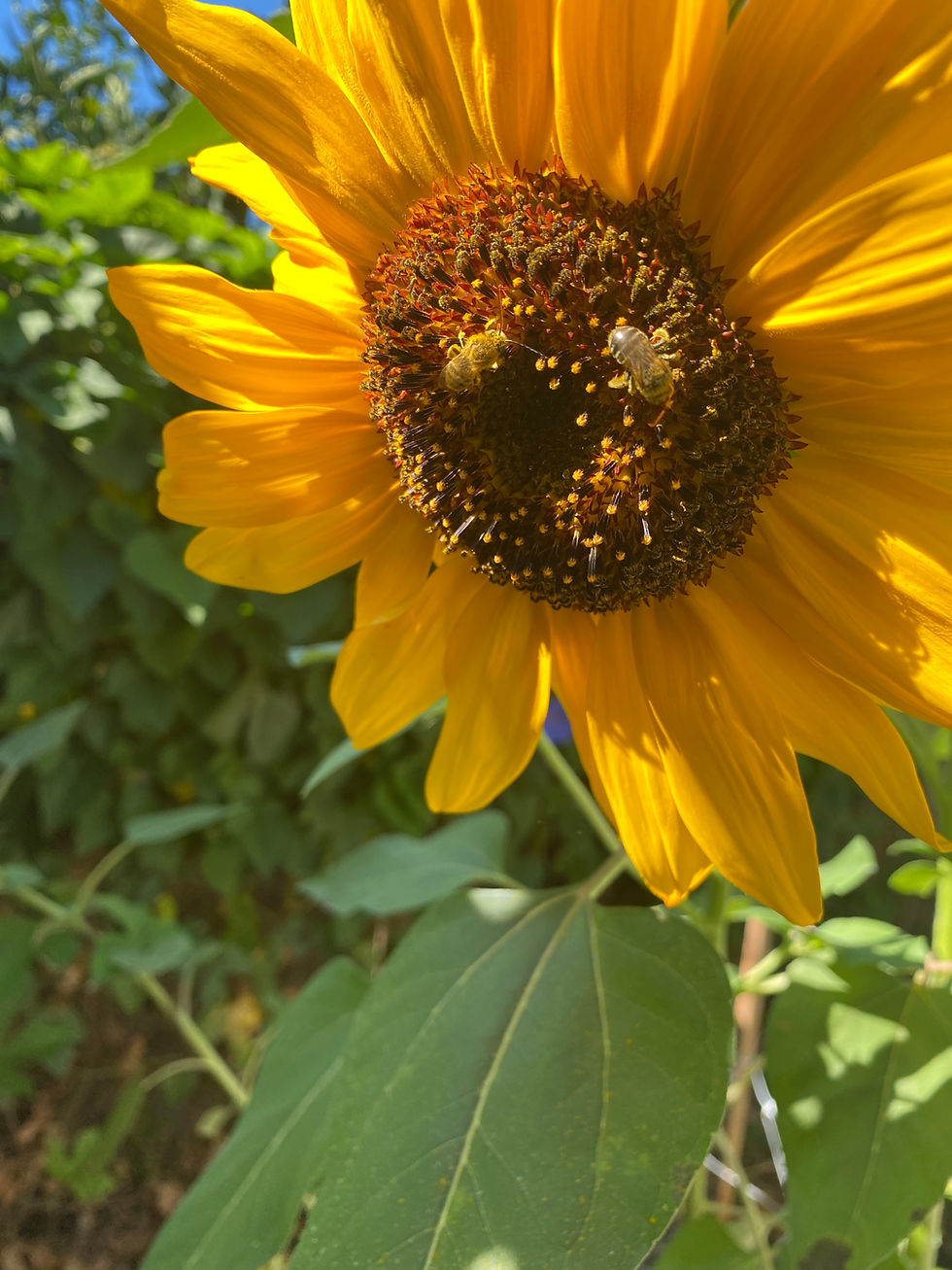 Thumbnail: Hopi Black Dye Sunflower