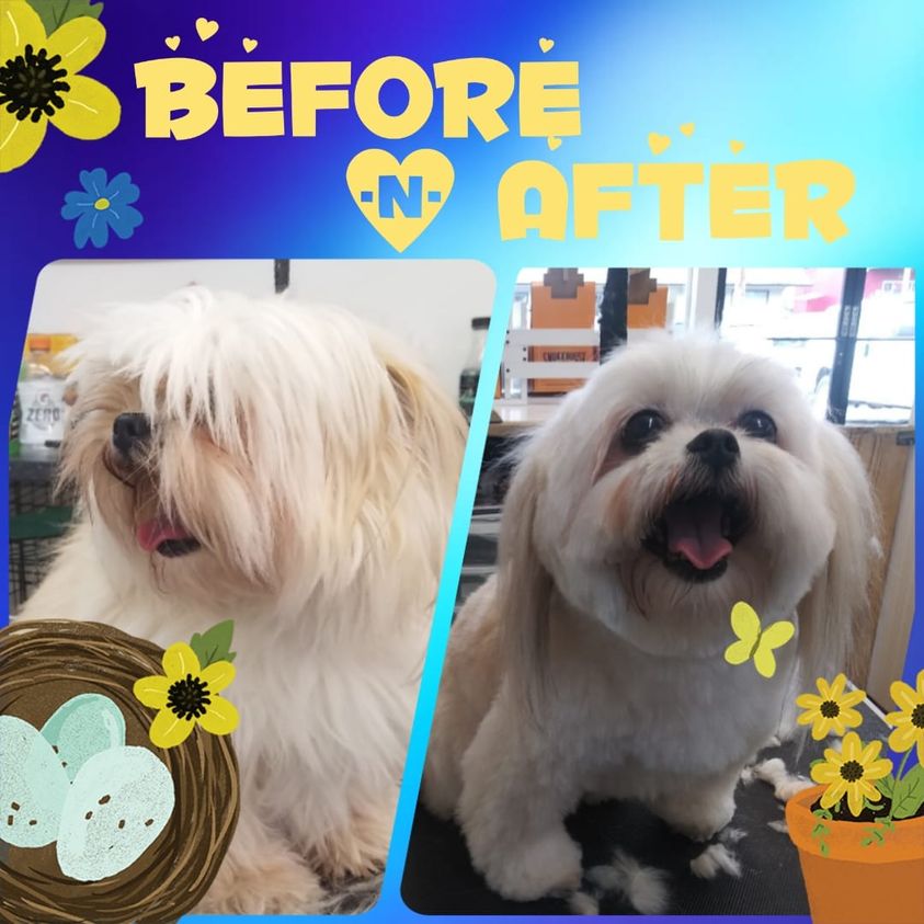 Dog Gone Clean Grooming and Dog Wash dgcgrooming