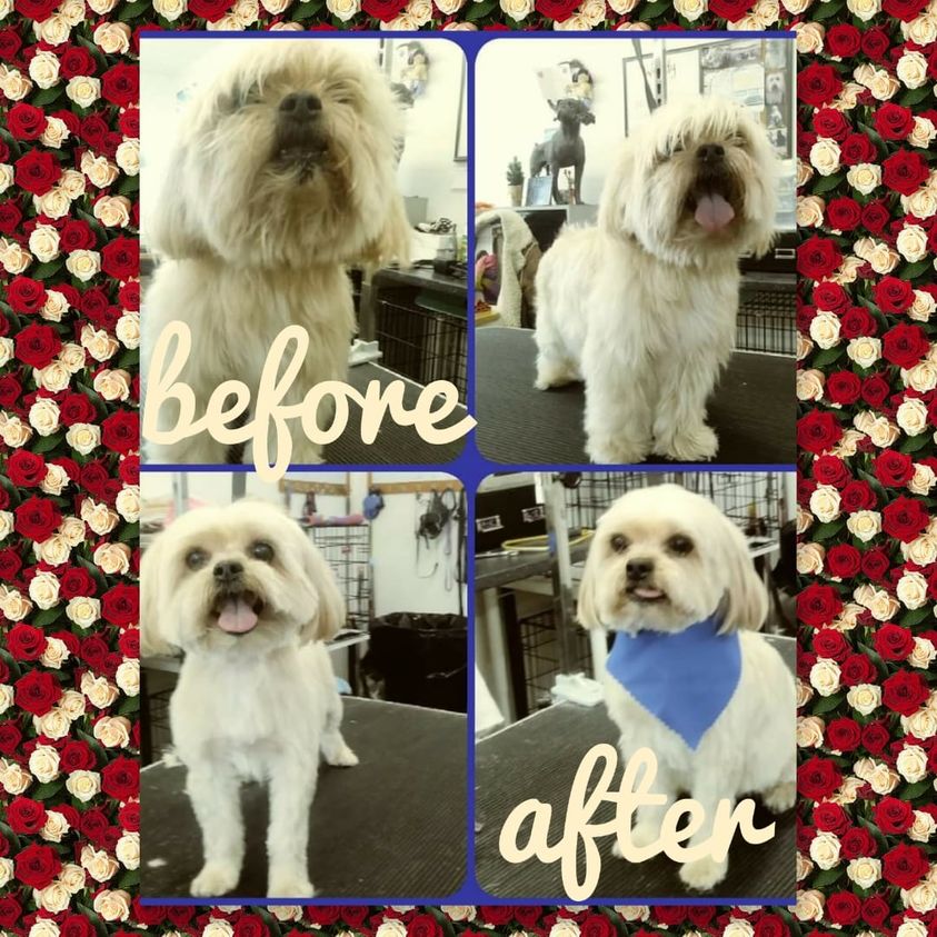 Dog Gone Clean Grooming and Dog Wash dgcgrooming