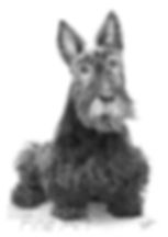 Scottish Terrier