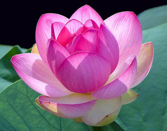Lotus.jpg