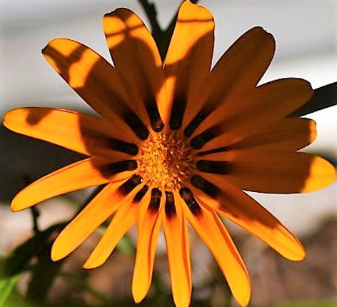 Flower.JPG