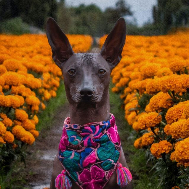Exploring Mexico's Ancient Guardians: The Xoloitzcuintli Legacy 🐾 #XoloMagic #MexicanHeritage