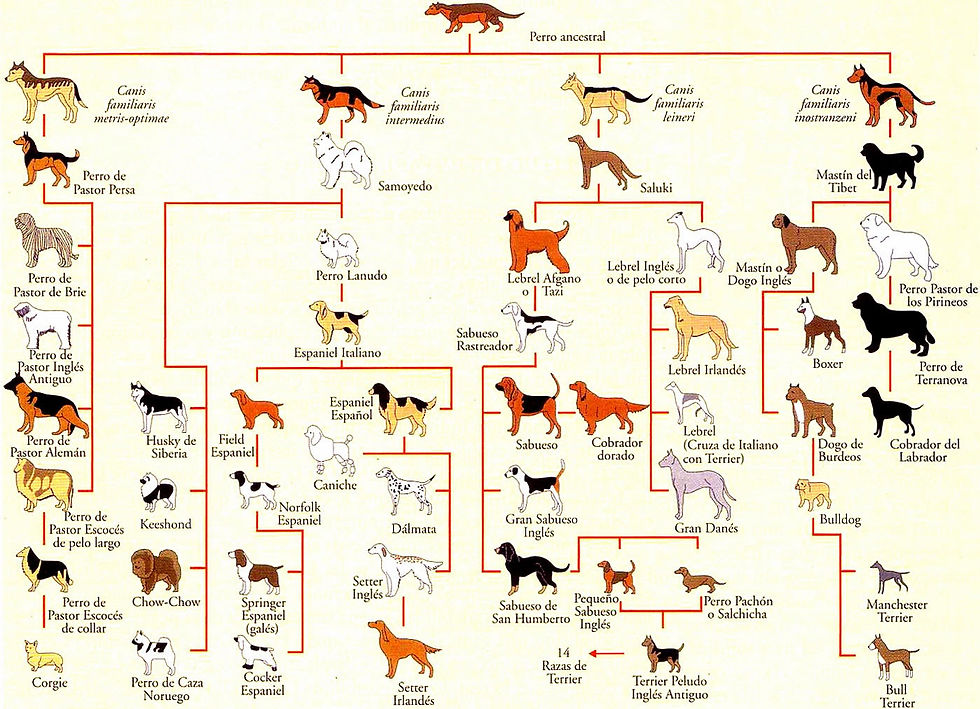 The Doggy Chronicles: Exploring the amazing world of dog breeds