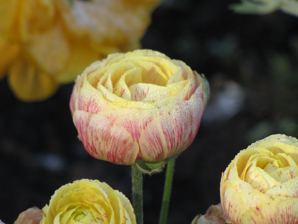 A Field of Ranunculuses
