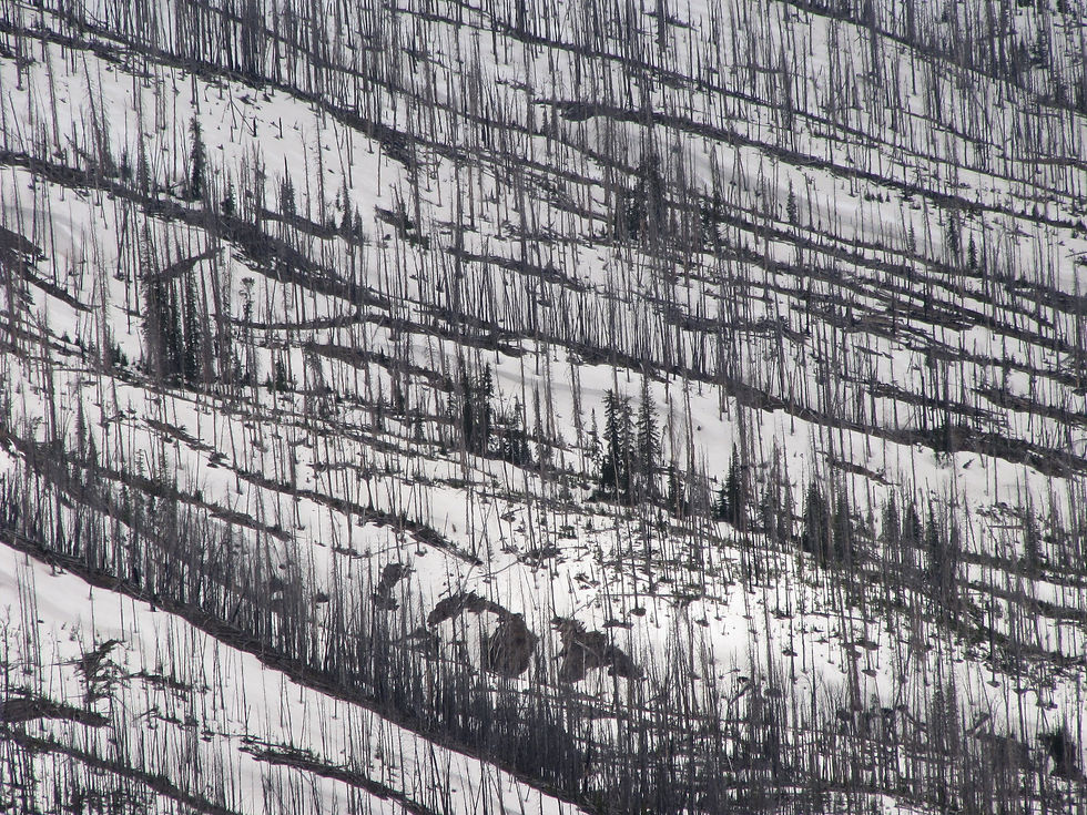 Snow Falling on Cedars