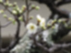 Plum Blossoms