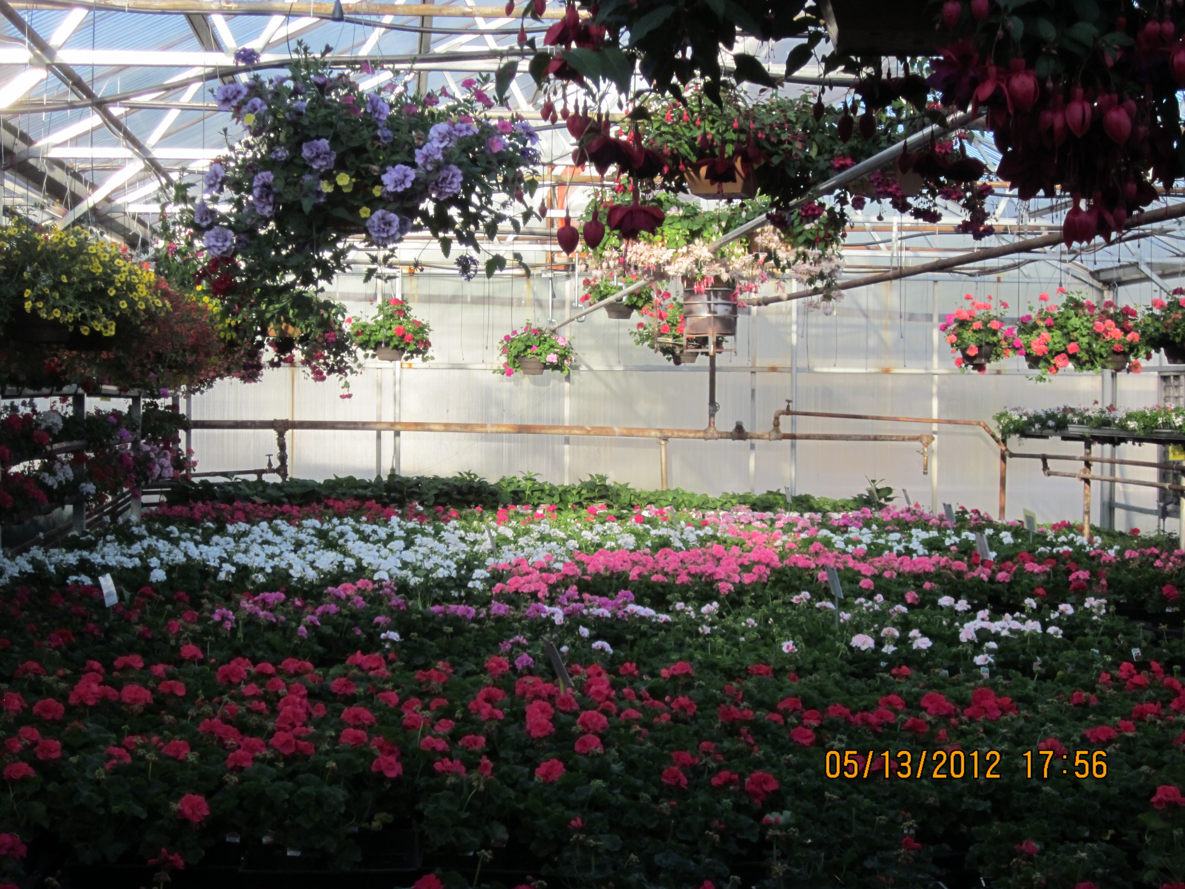 Haase's Greenhouse Spokane