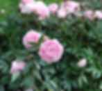 Paeonia