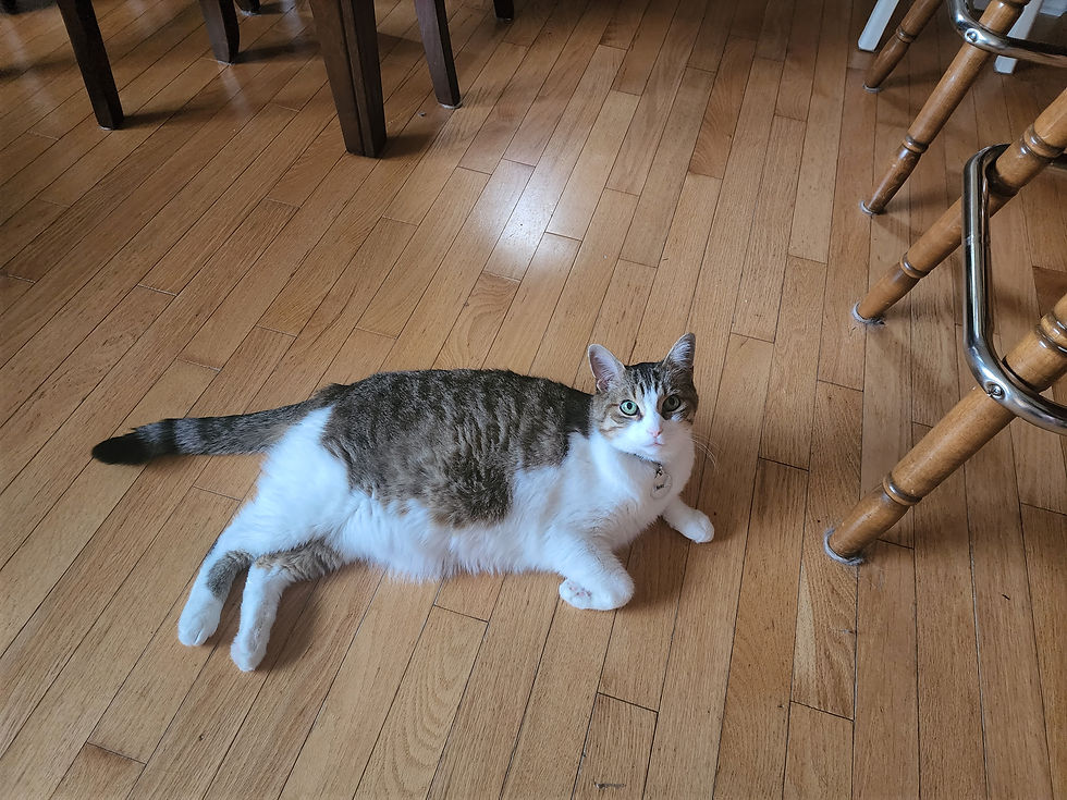 Brown and white tabby cooling off on the floor in the summer heat.