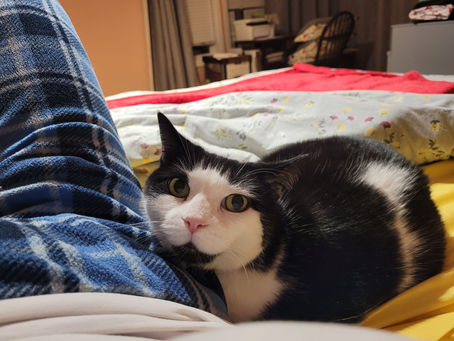 Lucy loves waking up her cat sitter for morning cuddles.