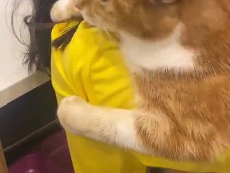 Pumpkin the cat enjoys being carried around her boarding house.