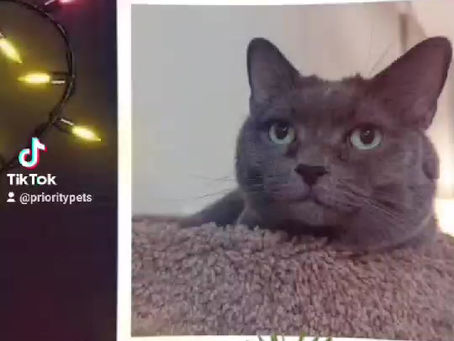 Merry Christmas and happy holidays from your friends at Priority Pets.