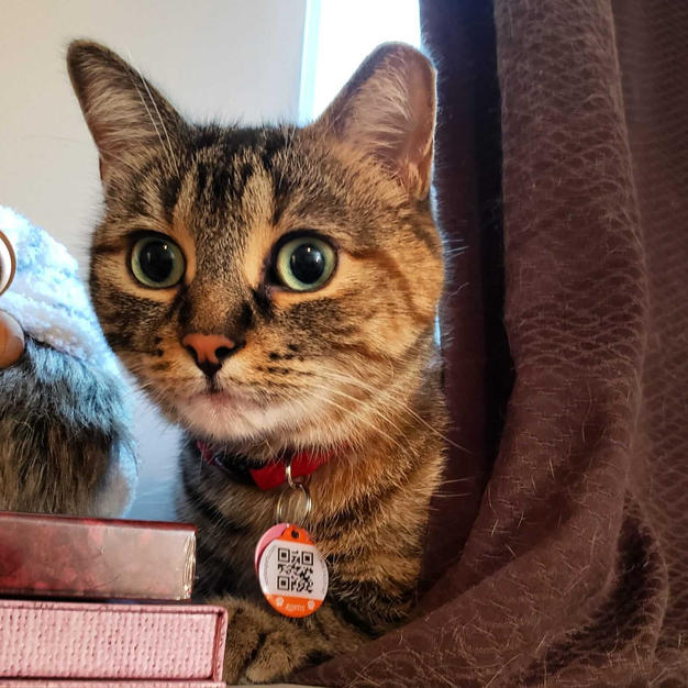 welcome katie to priority pets