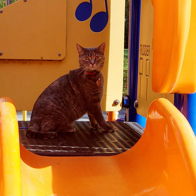 Grace on the jungle gym.jpeg