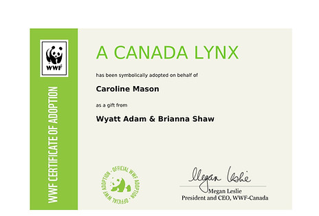 Priority Pets a adopté un Lynx