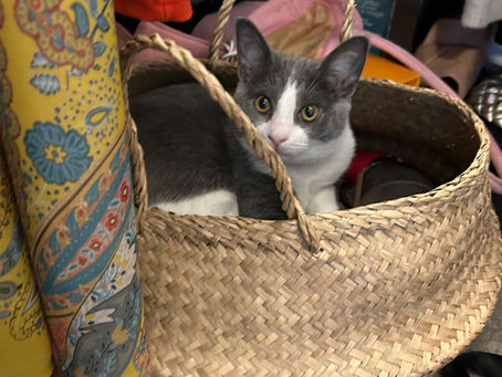 Clover loves her nap time. She always finds the perfect spot for a nap.