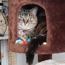 Cat relaxing in cat tree.