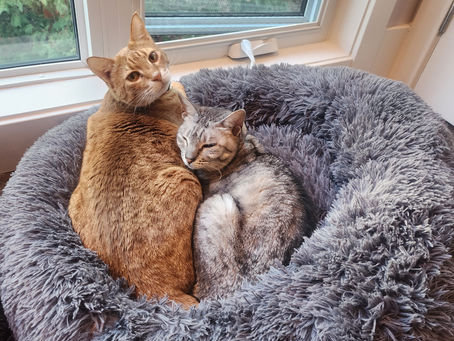 Cinnamon and Chloe went home today. Come back for a visit soon. They are such sweet cats.