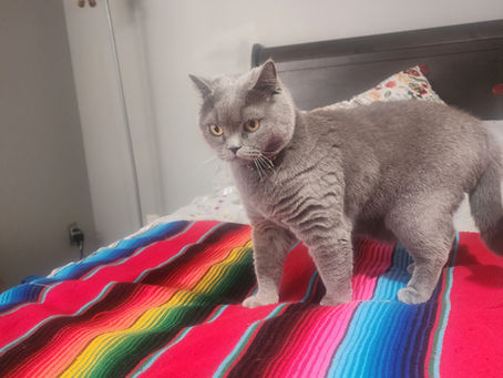 Welcome back Walter the cat we missed you! | Cat Boarding