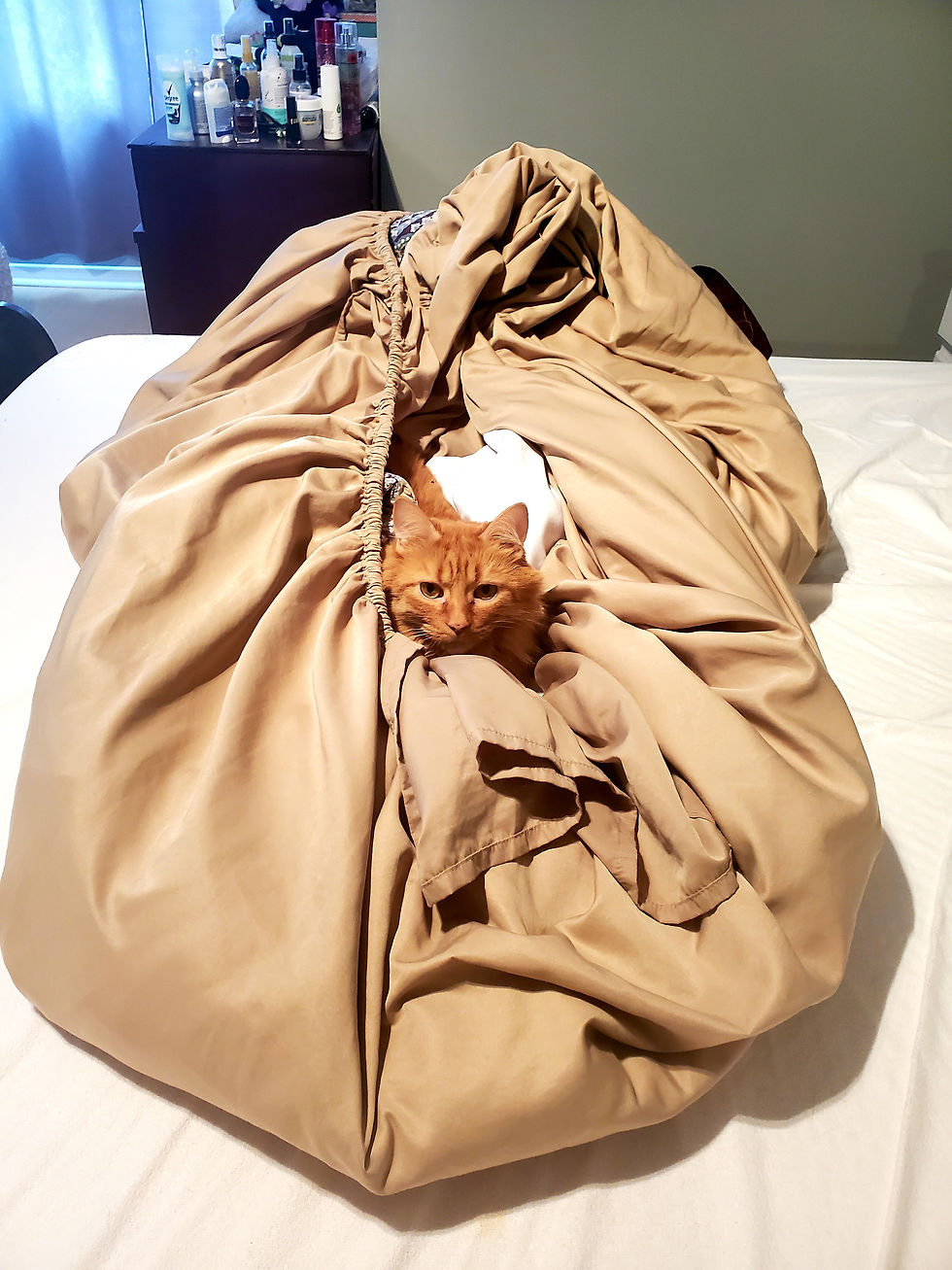 Orange Tabby cat cuddling in a blanket on a bed.  At Priority Pet Boarding Services in Toronto.