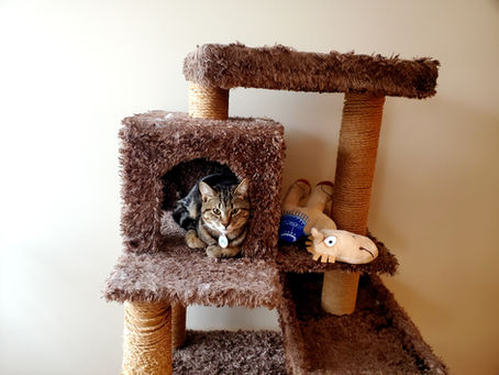 It's like this cat tree was made for me!