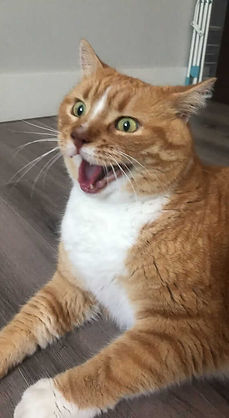 chat souriant 