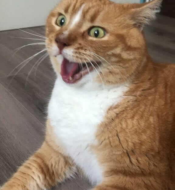 When your looking for cheap cat sitting services you get the best?