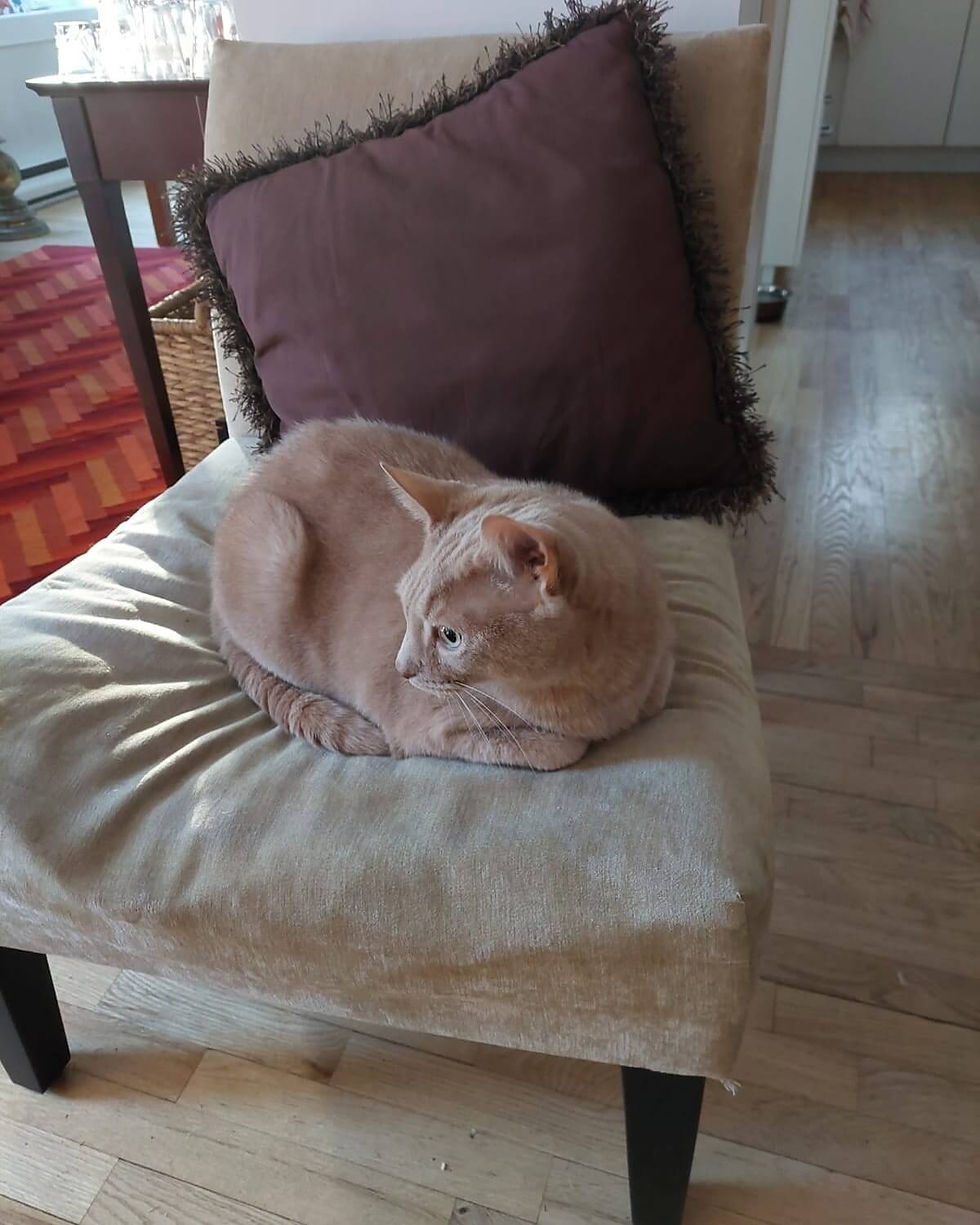 Cat relaxing on a chair