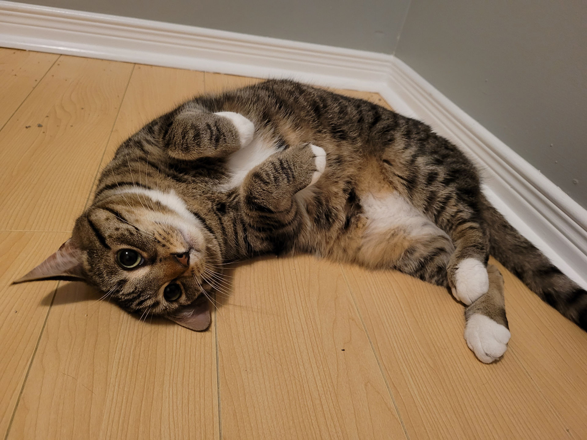 Mia giving the sweetest pose exposing her belly to us.