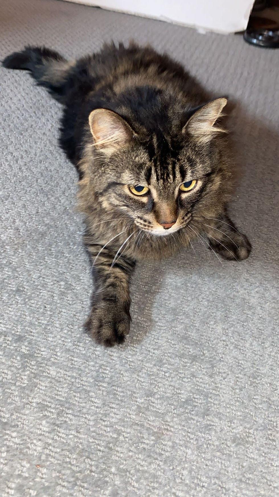 Cute grey kitten scratching the carpet at Priority Pet Boarding Services Inc.