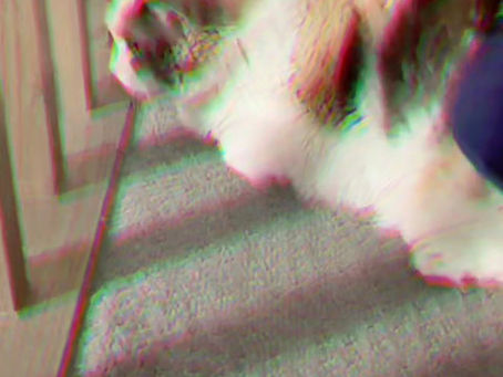 Playful cat loves her scratches and pets.