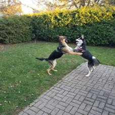 dogs play fighting